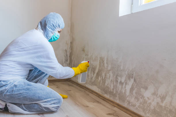 Professional mold removal team in Bloomingdale