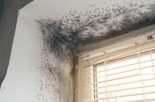 Mold Removal service in Bloomingdale